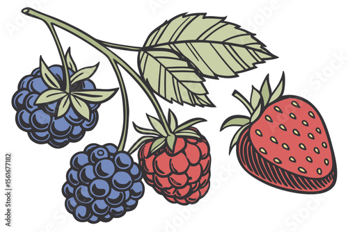 Vibrant collection of fresh berries with detailed illustrations