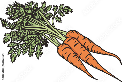 Vibrant bunch of fresh healthy carrots with green tops illustration