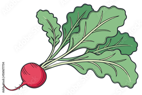 Vibrant radish and fresh leafy greens banner design