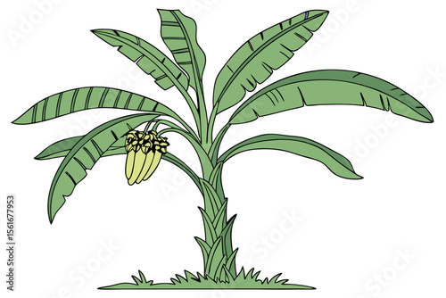 Vibrant banana tree illustration with large broad leaves for tropical advertising