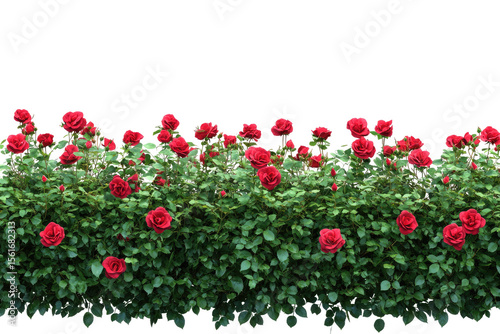 Fototapeta Naklejka Na Ścianę i Meble -  Lush crimson roses border