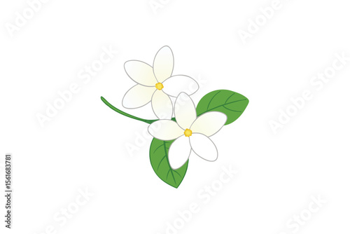 Delicate white jasmine flowers with a whisper of green leaves and subtle color accents