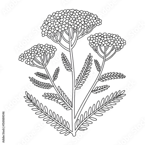 Illustration vector of a yarrow flower line art