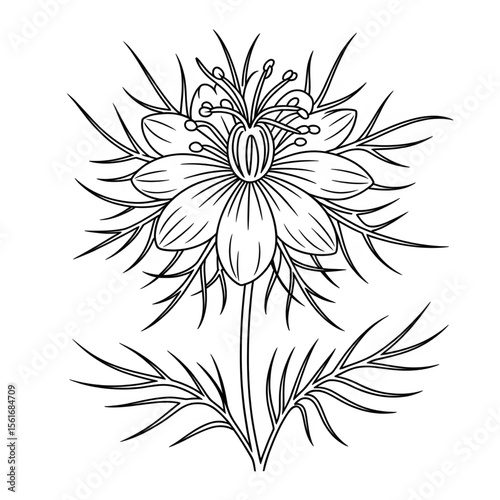 Nigella flower line drawing art coloring page design