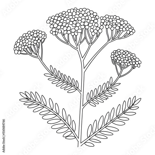Yarrow flower illustration vector coloring page