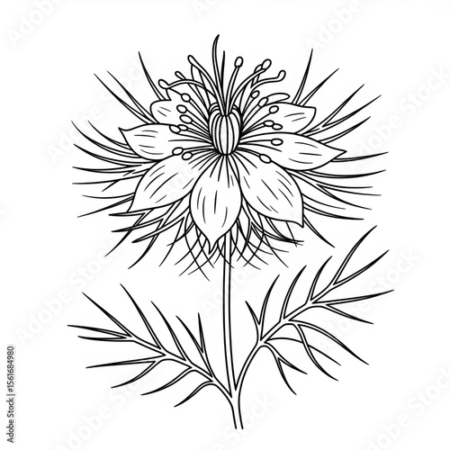 Illustration vector of a nigella line art coloring page