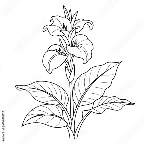 Illustration vector of a canna lily flower line art