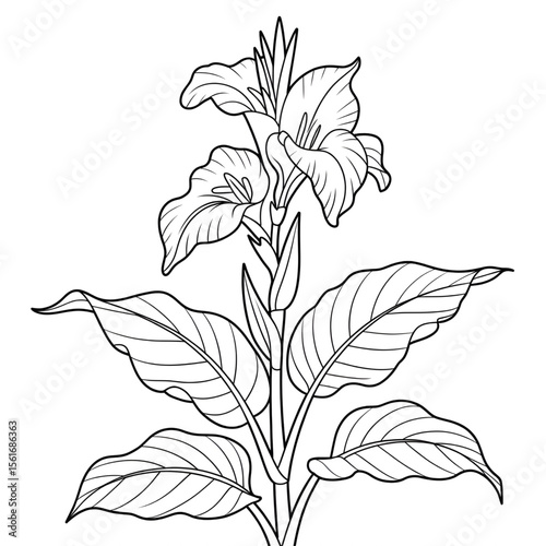 Canna Lily line drawing coloring page