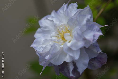 White clematis flowers in the garden