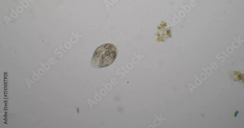 Paramecium aurelia moving on white background