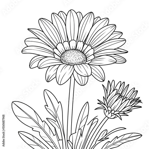 Gezania line drawing coloring page
