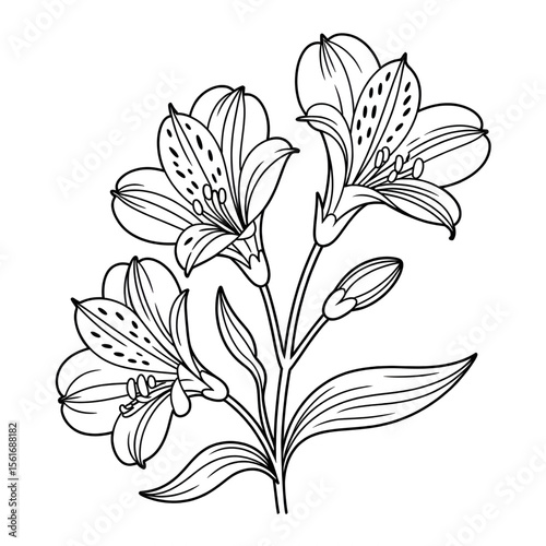Illustration vector of a alstroemeria line art coloring page