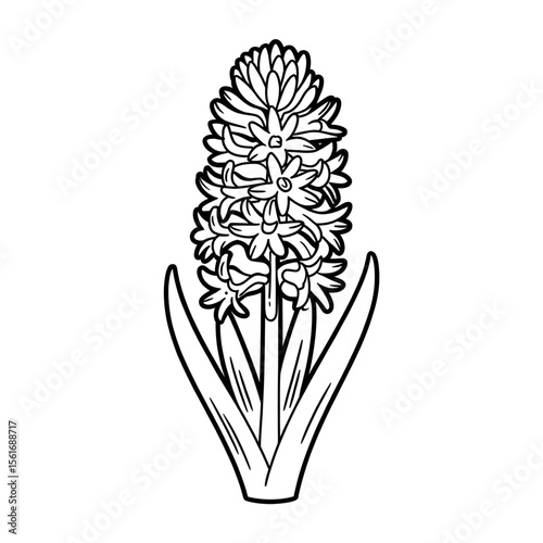 Illustration vector of a hyacinth line art