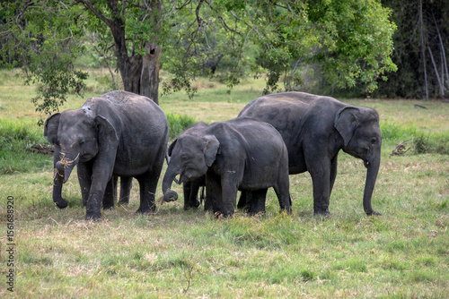 HABARANA, SRI LANKA - JULY 13, 2024 : A herd of elephants graze on grassland within Minneriya National Park at Habarana in central Sri Lanka.