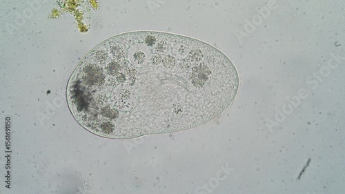 Paramecium aurelia moving and feeding on white background