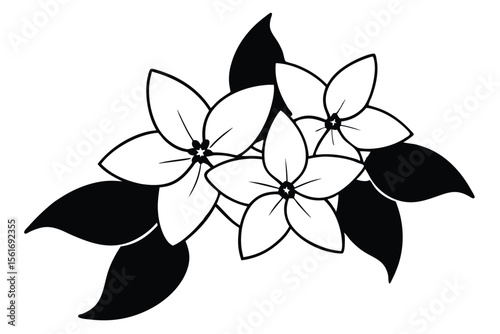 Delicate white jasmine flowers with intricate floral design and subtle color variations