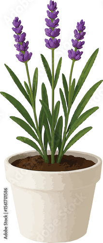 Realistic  lavender plant