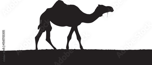Desert camel cartoon illustration on the sand