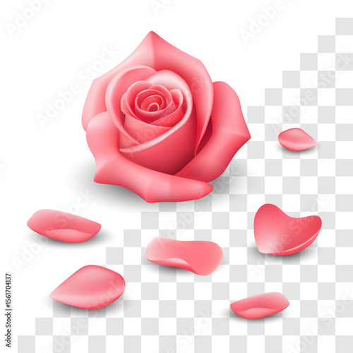 Rose Petals Vector Illustration Falling Pink Floral Realistic Flower Isolated Transparent Background.