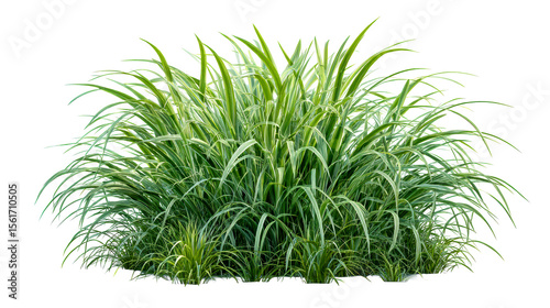 Variegated Sweet Flag Acorus Bushy Ornamental Plant, cut out transparent