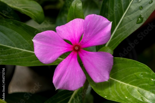 Vibrant Pink Periwinkle Close-Up