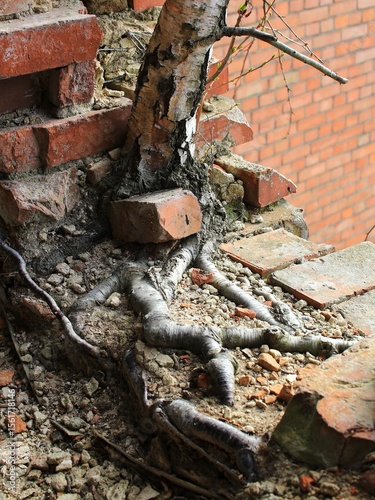 Birch tree roots spreading through broken bricks on a decaying urban structure