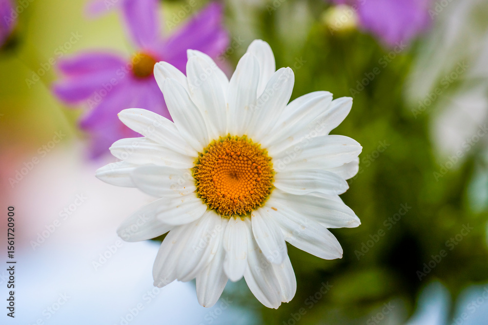 macro photo of a daisy flower macro photo of a daisy flower