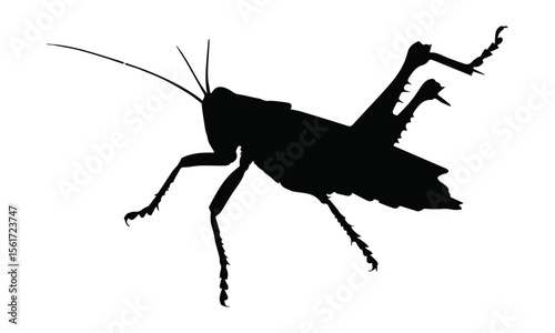 Praying mantis insect silhouette on white background.