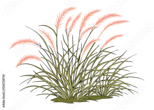 Ornamental grass with pink plumes, botanical garden plant, nature scene, floral design vector illustration