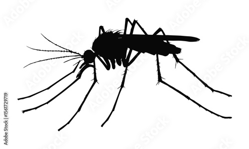 A macro, close-up view of an isolated mosquito or a silhouette of a spider, highlighting the intricate detail of these small, common insect pests against a white background.