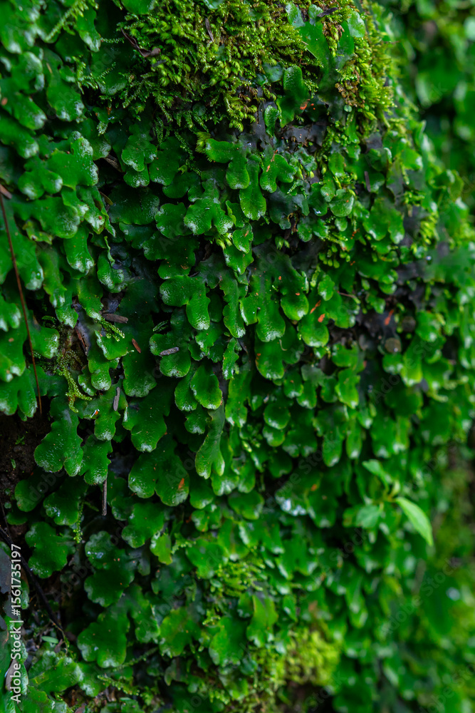 Obraz premium Close-up of lush green moss and tiny leafy plants growing on a moist rock in a tropical forest. The rich texture and vivid colors highlight the beauty of untouched natural ecosystems.