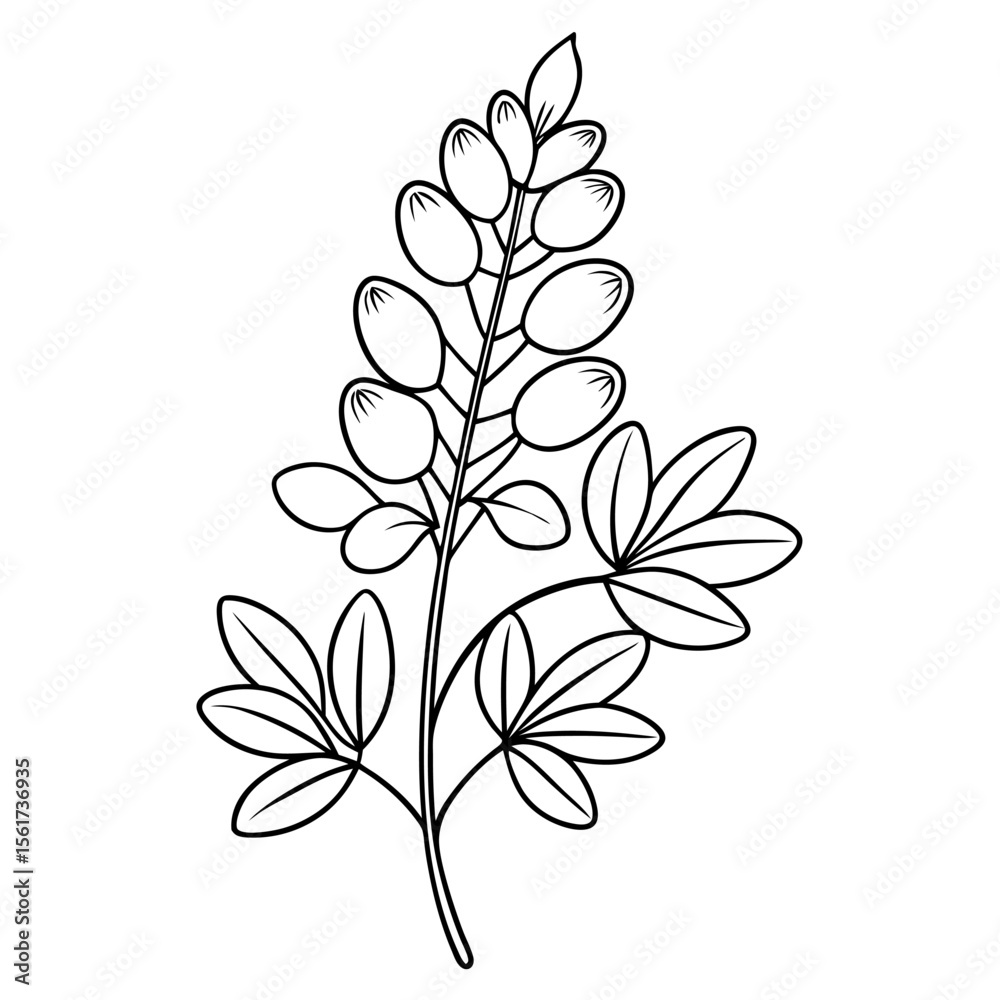 Obraz premium goat rue flower line art vector on-whit-background 