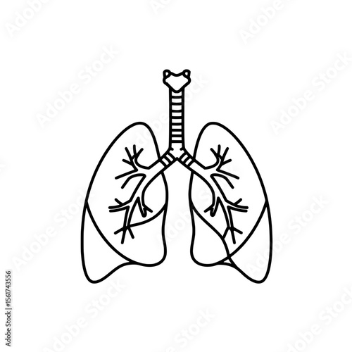 Human Lungs Diagram: Simple line drawing of human lungs, illustrating the respiratory system's structure. Useful for educational materials, medical publications, or presentations.