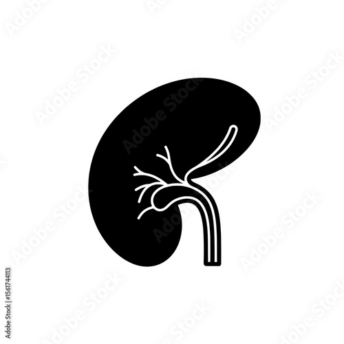 Kidney Anatomy Icon