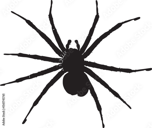A brown or black arachnid, a tarantula, or a hairy spider isolated on a white background, captured in a close-up macro shot, inspiring fear or arachnophobia, with visible legs and web.