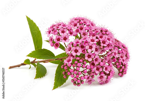 Isolated Japanese Spirea Flowers - Elegant White Background