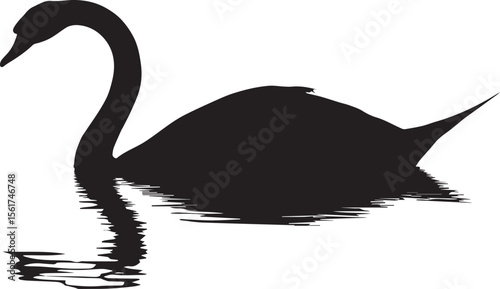 Black and white swans swimming on a lake, an elegant wildlife illustration with a beautiful silhouette design.