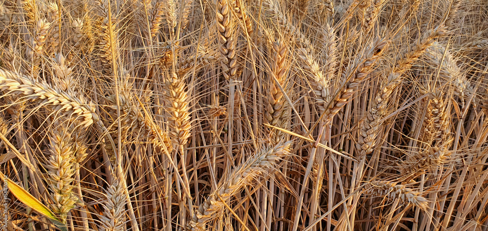 Fototapeta premium Close-Up of Ripe Wheat Heads in Agricultural Field at Sunset