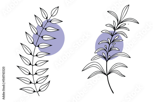 Vintage botanical sketch of herbal plants illustration
