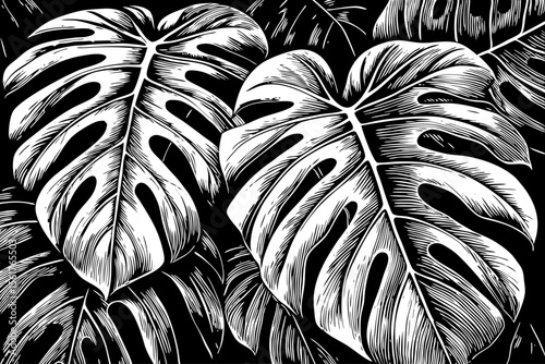 Monstera leaf with sweeping curves and distinctive fenestrations, great for tropical branding, packaging patterns, interior posters, eco‑blogs and tattoo flash sheets, a black and white line art