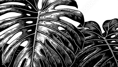 Monstera leaf with sweeping curves and distinctive fenestrations, great for tropical branding, packaging patterns, interior posters, eco‑blogs and tattoo flash sheets, a black and white line art