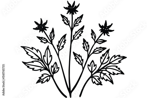 Vintage botanical sketch of herbal plants with detailed illustrations