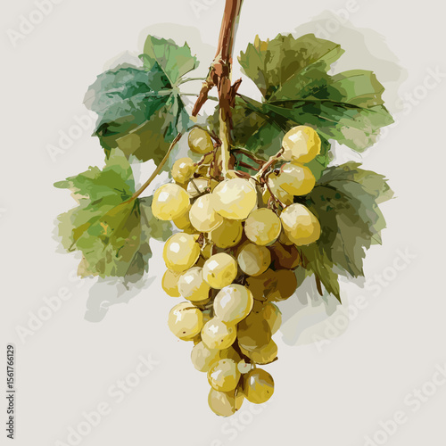 Bunch of yellow grapes hanging on vine with green leaves  