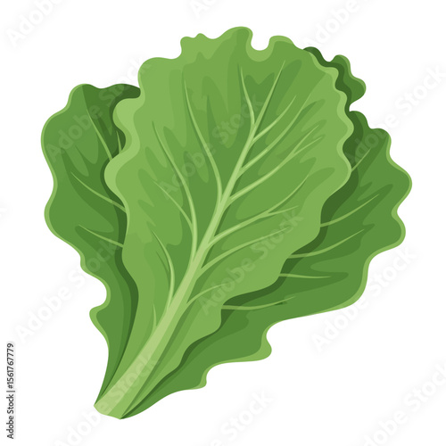 Fresh Green Lettuce Leaves Illustration