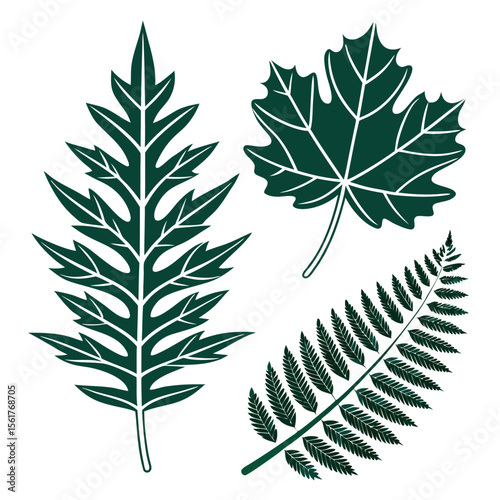 Leaf Collection Maple Fern and Compound Leaf Vector Illustration