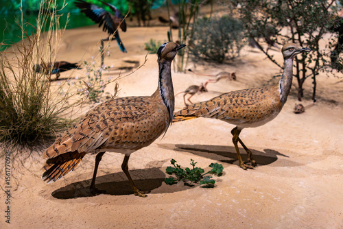 Fotografía rare MacQueen's bustard Chlamydotis macqueenii at Cholistan Desert, The fauna of Qatar and the United Arab Emirates
