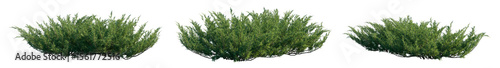 Juniperus sabina (the savin juniper or savin) low-growing, spreading evergreen shrub isolated png on a transparent background premium cutout