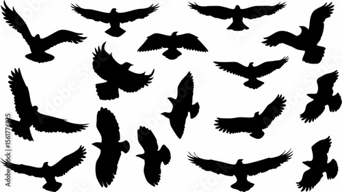 Silhouette illustration of various birds in flight against a white background showcasing avian diversity