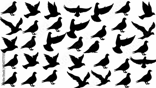 Silhouette illustration of many pigeons in various poses against a white colored background image design