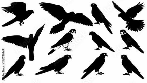 Silhouette collection of various falcons in different poses against a white background design vector